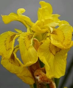 Roots Plants Iris Pseudacorus 'Flore Pleno' Irises