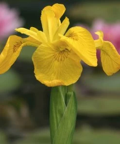 Roots Plants Irises Iris Pseudacorus