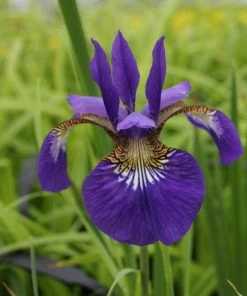 Roots Plants Iris Sibirica 12 Roots Plants Iris Sibirica