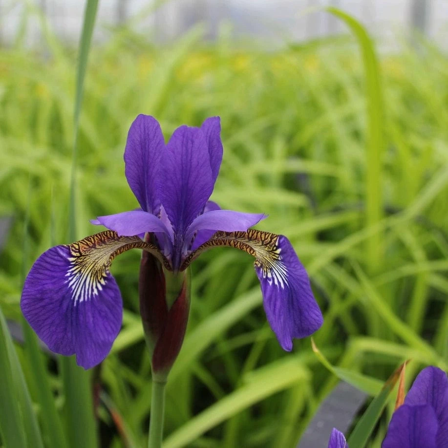 Roots Plants Iris Sibirica 8 Roots Plants Iris Sibirica