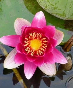 Roots Plants James Brydon Water Lily | Nymphaea 10 Roots Plants James Brydon Water Lily | Nymphaea