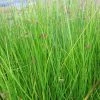 Roots Plants Grasses Soft Rush | Juncus Effusus 1 Roots Plants Grasses Soft Rush | Juncus Effusus