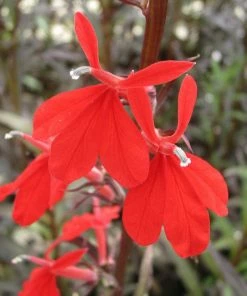 Roots Plants All Pond Plants Ornamental Colour Collection 11 Roots Plants All Pond Plants Ornamental Colour Collection