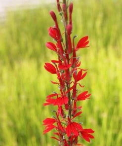 Roots Plants All Pond Plants Lobelia Fulgens 'Queen Victoria' 8 Roots Plants All Pond Plants Lobelia Fulgens 'Queen Victoria'