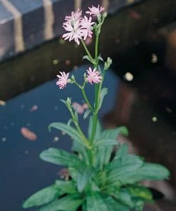 Roots Plants All Pond Plants Ornamental Colour Collection 12 Roots Plants All Pond Plants Ornamental Colour Collection
