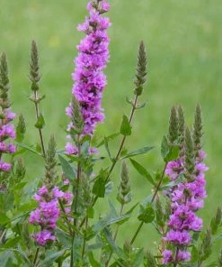 Roots Plants All Pond Plants Purple Loosestrife | Lythrum Salicaria