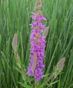 Roots Plants All Pond Plants Purple Loosestrife | Lythrum Salicaria
