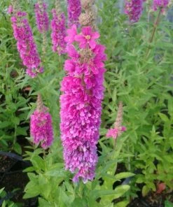 Roots Plants All Pond Plants Loosestrife | Lythrum Salicaria Robert
