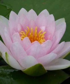 Roots Plants Pink Water Lily | Nymphaea Madame Wilfron Gonnere