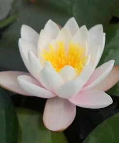 Roots Plants Large Water Lily | Nymphaea Marliacea Carnea 14 Roots Plants Large Water Lily | Nymphaea Marliacea Carnea