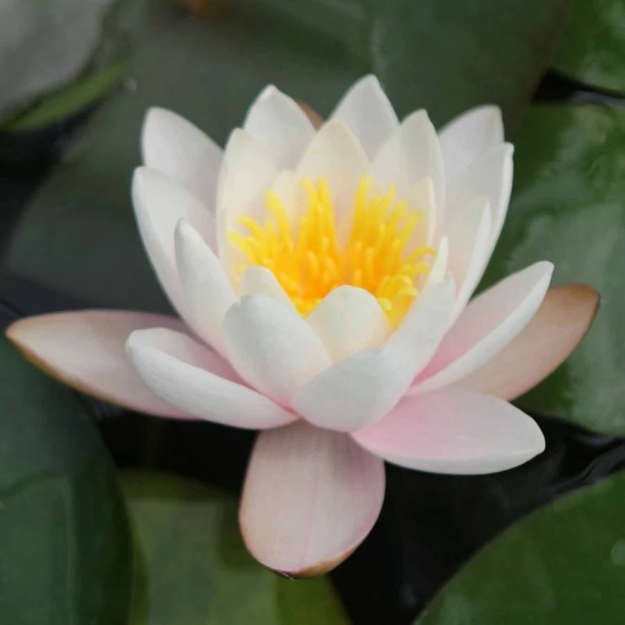 Roots Plants Large Water Lily | Nymphaea Marliacea Carnea 8 Roots Plants Large Water Lily | Nymphaea Marliacea Carnea