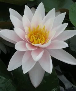 Roots Plants Large Water Lily | Nymphaea Marliacea Carnea 15 Roots Plants Large Water Lily | Nymphaea Marliacea Carnea