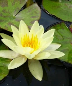 Roots Plants Yellow Water Lily | Nymphaea Marliacea Chromatella 11 Roots Plants Yellow Water Lily | Nymphaea Marliacea Chromatella