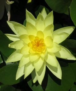 Roots Plants Yellow Water Lily | Nymphaea Marliacea Chromatella 15 Roots Plants Yellow Water Lily | Nymphaea Marliacea Chromatella