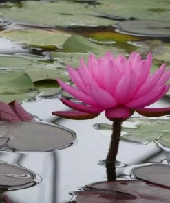 Roots Plants Large Double Petal Water Lily | Nymphaea Mayla