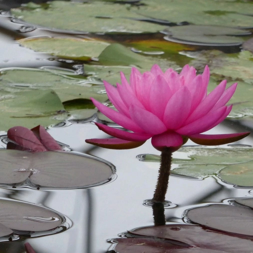 Roots Plants Large Double Petal Water Lily | Nymphaea Mayla 3 Roots Plants Large Double Petal Water Lily | Nymphaea Mayla