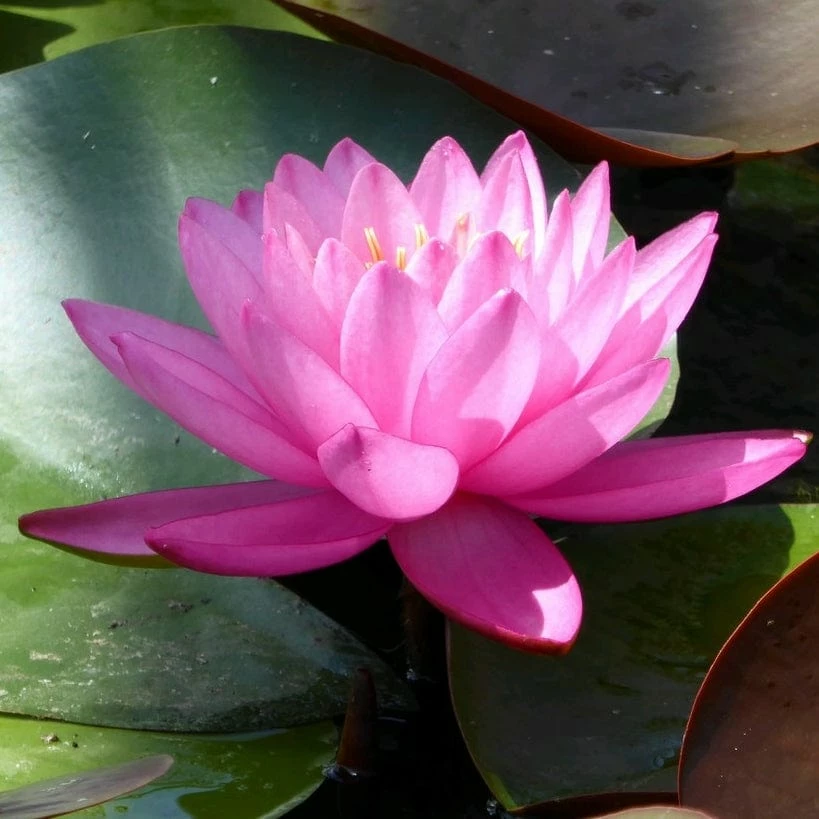 Roots Plants Large Double Petal Water Lily | Nymphaea Mayla 7 Roots Plants Large Double Petal Water Lily | Nymphaea Mayla