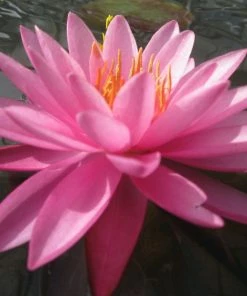 Roots Plants Large Double Petal Water Lily | Nymphaea Mayla 15 Roots Plants Large Double Petal Water Lily | Nymphaea Mayla