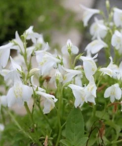 Roots Plants All Pond Plants White Chinese Marshflower | Mazus Reptans Alba