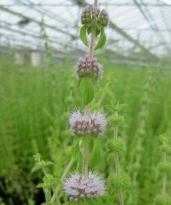 Roots Plants Pennyroyal | Mentha Pulegium All Pond Plants