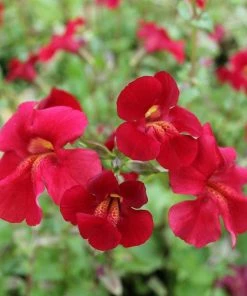 Roots Plants Mimulus Cupreus | Red Emperor