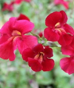 Roots Plants Mimulus Cupreus | Red Emperor