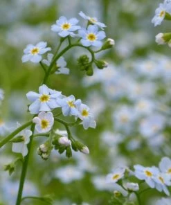 Roots Plants Forget Me Not Water Forget-Me-Not | Myosotis Scorpioides