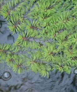 Roots Plants Miniature Pond Collection | 6 X 1L Pots All Pond Plants 10 Roots Plants Miniature Pond Collection | 6 X 1L Pots All Pond Plants