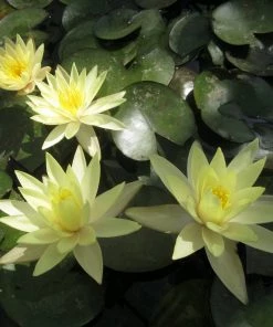 Roots Plants Nymphaea Odorata Sulphurea | Water Lily