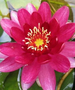 Roots Plants Nymphaea Perry's Baby Red | Water Lily