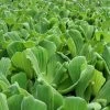 Roots Plants 5 Water Lettuce | Pistia Stratiotes | 9cm Pots 1 Roots Plants 5 Water Lettuce | Pistia Stratiotes | 9cm Pots