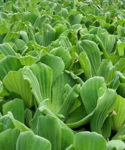 Roots Plants 5 Water Lettuce | Pistia Stratiotes | 9cm Pots