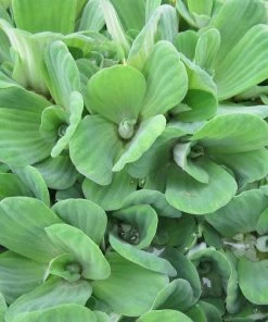 Roots Plants 5 Water Lettuce | Pistia Stratiotes | 9cm Pots