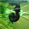 Roots Plants 5 Ramshorn Snails | Planorbis Corn