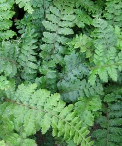 Roots Plants Ferns Premium Fern Collection | 6 X 9 Cm Pots