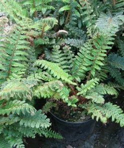 Roots Plants Ferns Premium Fern Collection | 6 X 9 Cm Pots