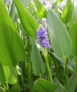 Roots Plants Giant Pickerel Rush Rushes