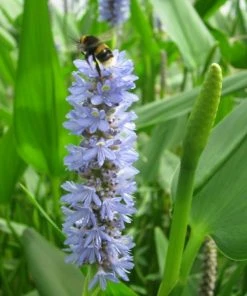 Roots Plants Pond Plants For Wildlife Collection