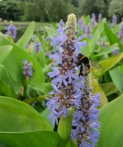 Roots Plants All Pond Plants Ornamental Colour Collection 15 Roots Plants All Pond Plants Ornamental Colour Collection