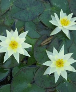 Roots Plants Yellow Dwarf Water Lily | Nymphaea Pygmaea Helvola 11 Roots Plants Yellow Dwarf Water Lily | Nymphaea Pygmaea Helvola