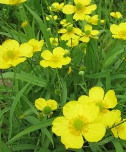 Roots Plants Pond Plants For Wildlife Collection