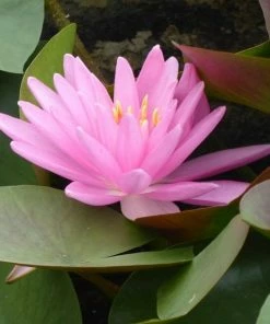 Roots Plants Large Pink Water Lily | Nymphaea Rose Arey