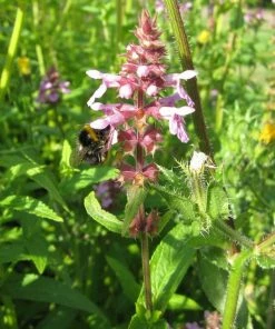 Roots Plants Marsh Woundwort | Stachys Palustris All Pond Plants