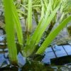 Roots Plants 5 Water Soldier Plants | 9cm Pots