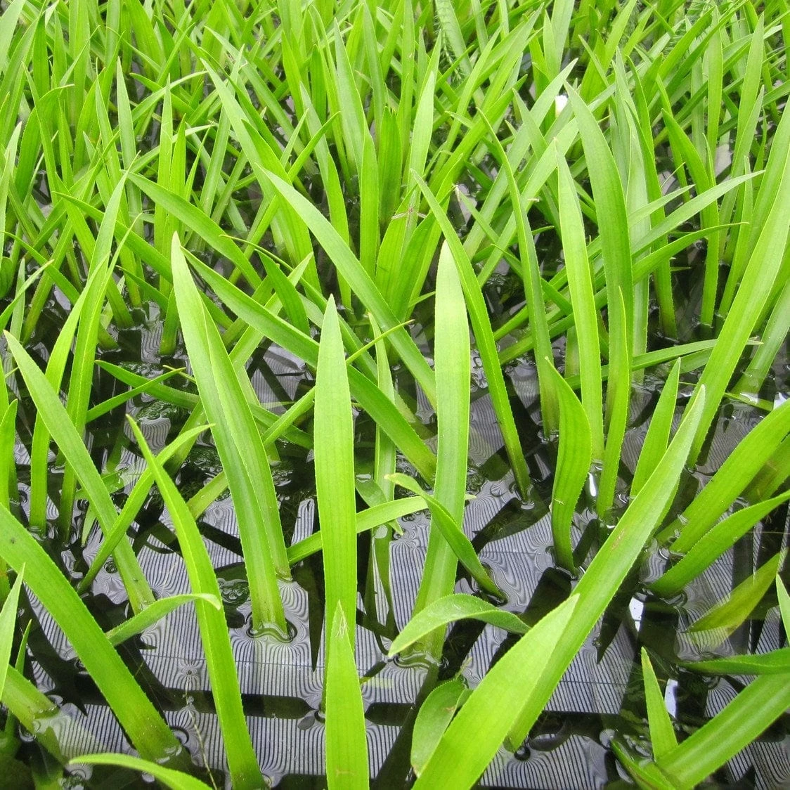 Roots Plants 5 Water Soldier Plants | 9cm Pots 5 Roots Plants 5 Water Soldier Plants | 9cm Pots