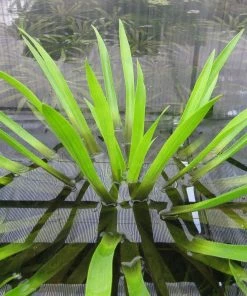 Roots Plants 5 Water Soldier Plants | 9cm Pots 9 Roots Plants 5 Water Soldier Plants | 9cm Pots