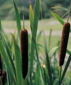 Roots Plants Lesser Bulrush | Typha Angustifolia Rushes