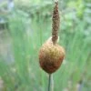 Roots Plants Miniature Bulrush | Typha Minima 1 Roots Plants Miniature Bulrush | Typha Minima