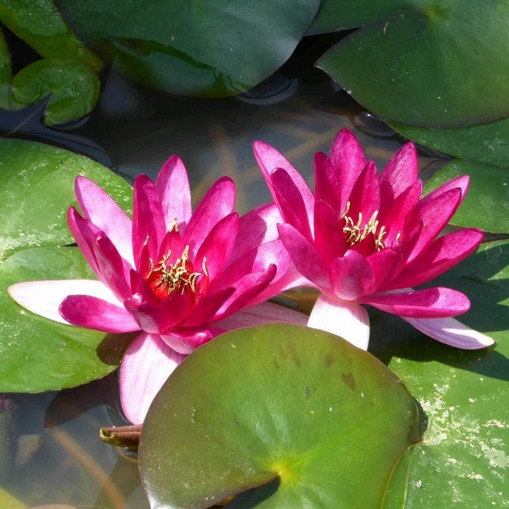 Roots Plants Dwarf Water Lily | Nymphaea Xiafei Trees For Small Gardens 3 Roots Plants Dwarf Water Lily | Nymphaea Xiafei Trees For Small Gardens
