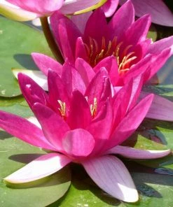 Roots Plants Dwarf Water Lily | Nymphaea Xiafei Trees For Small Gardens 9 Roots Plants Dwarf Water Lily | Nymphaea Xiafei Trees For Small Gardens